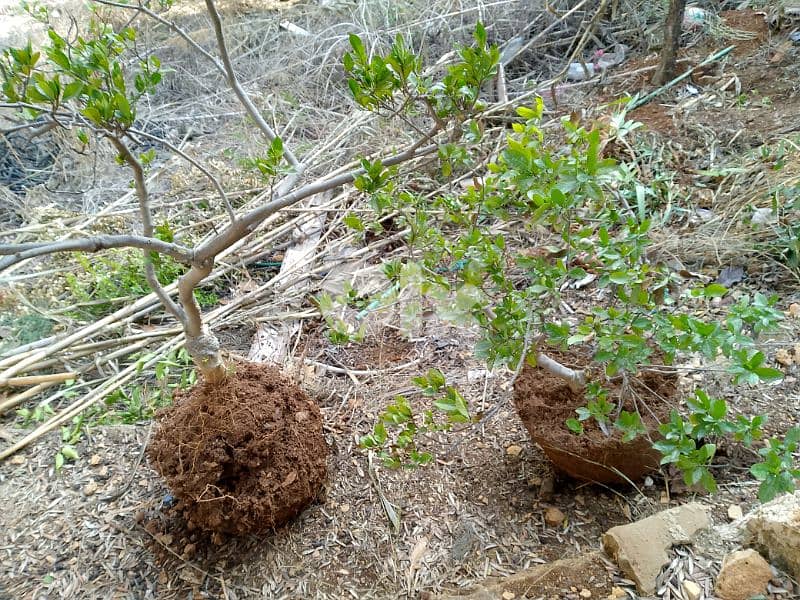 gardenia plant 2 pcs 2