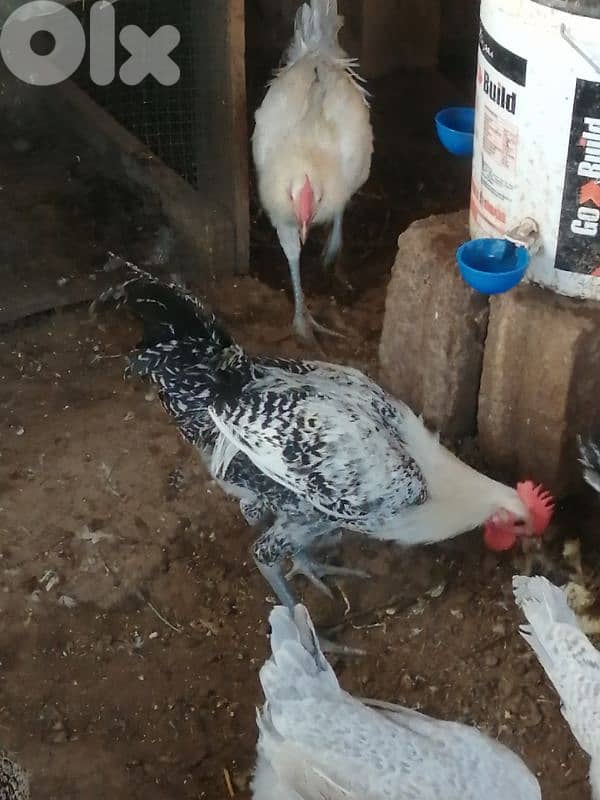 ديوك براكل وسوسكس وبندوق استرالوب 0