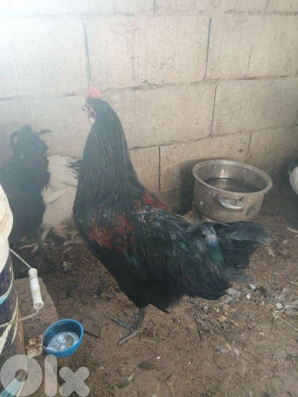 ديوك براكل وسوسكس وبندوق استرالوب 1