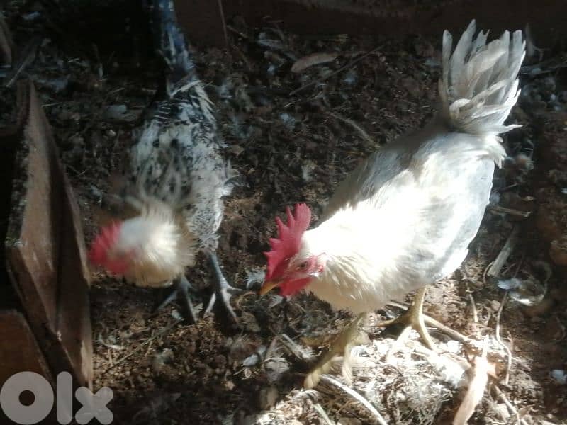 ديوك براكل وسوسكس وبندوق استرالوب 3