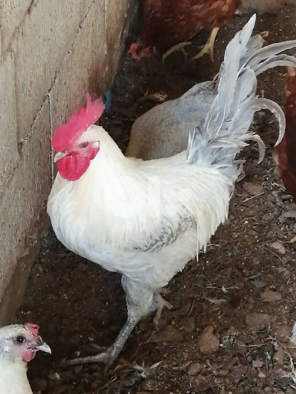 ديوك براكل وسوسكس وبندوق استرالوب 4