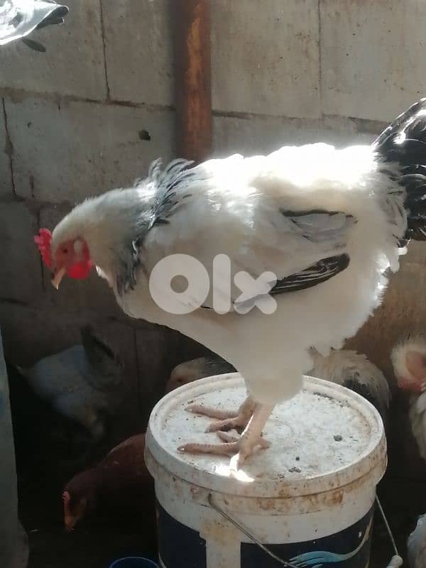 ديوك براكل وسوسكس وبندوق استرالوب 5