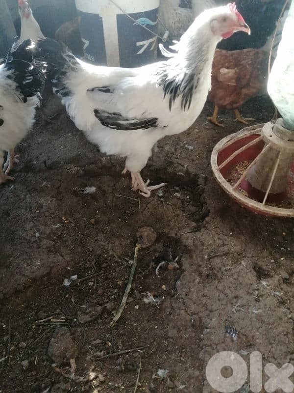 ديوك براكل وسوسكس وبندوق استرالوب 6