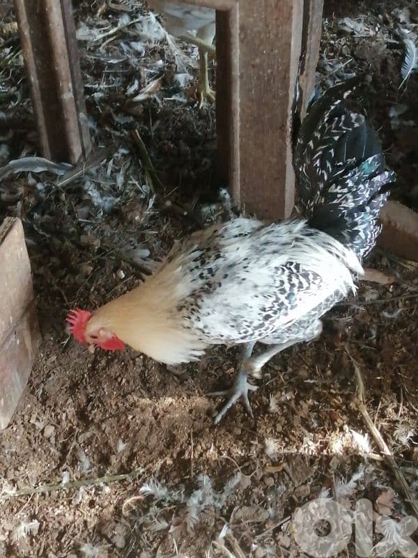 ديوك براكل وسوسكس وبندوق استرالوب 7