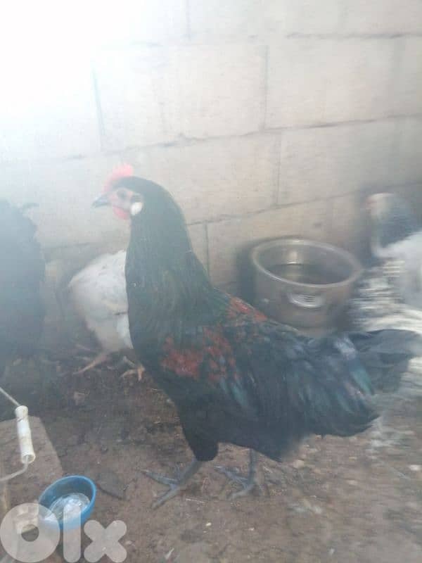 ديوك براكل وسوسكس وبندوق استرالوب 8