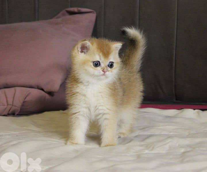 golden chinchilla are available!! 1