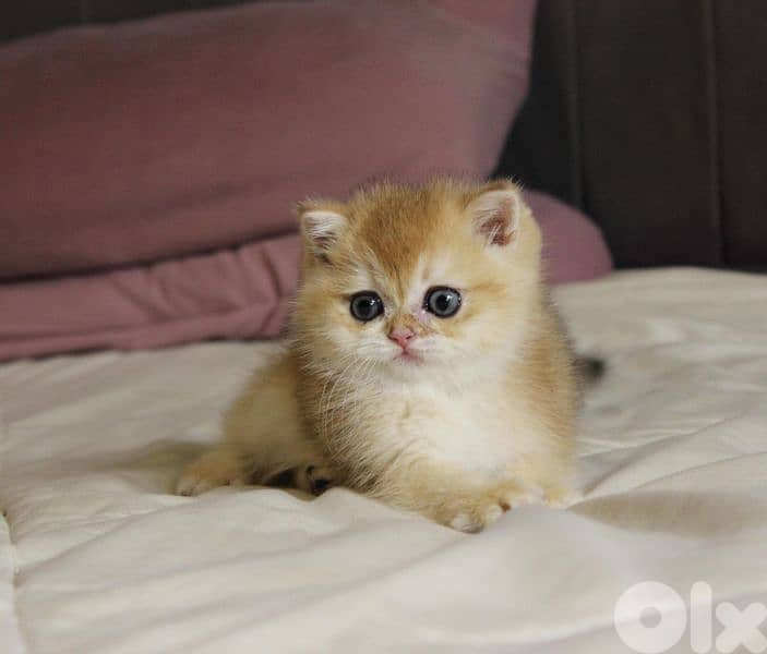 golden chinchilla are available!! 2