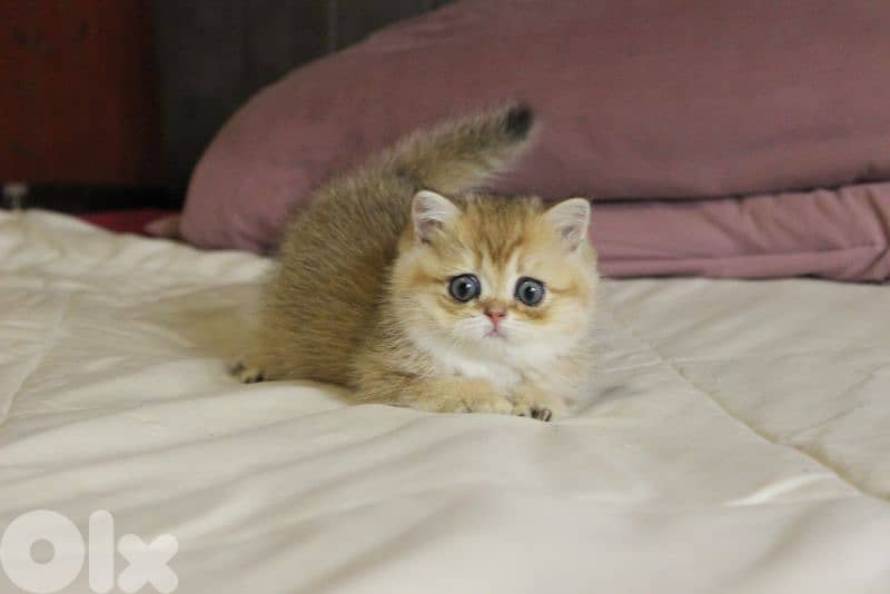 golden chinchilla are available!! 4