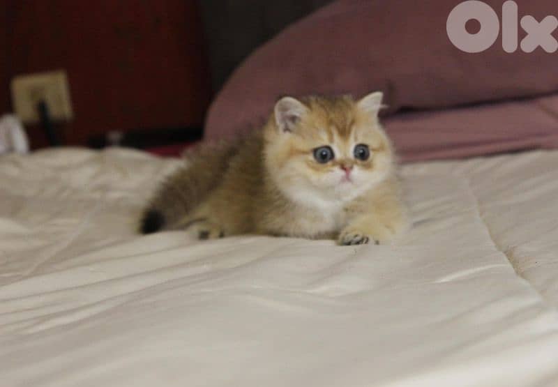 golden chinchilla are available!! 5