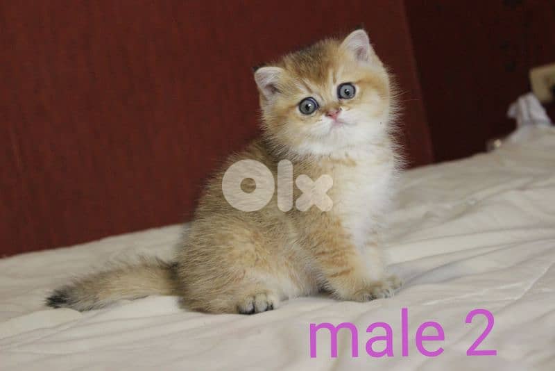 golden chinchilla are available!! 6