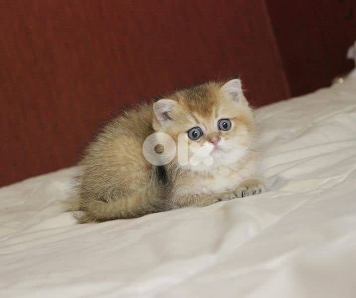 golden chinchilla are available!! 7