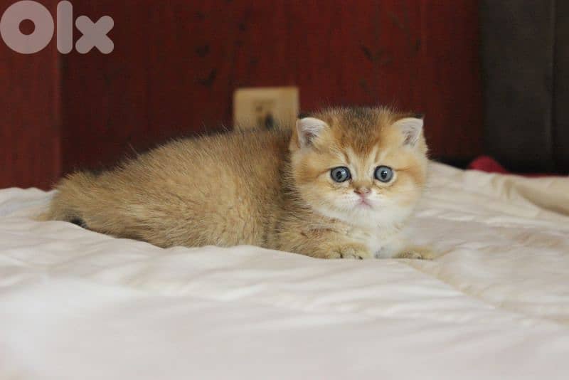 golden chinchilla are available!! 8