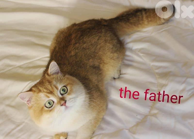 golden chinchilla are available!! 9