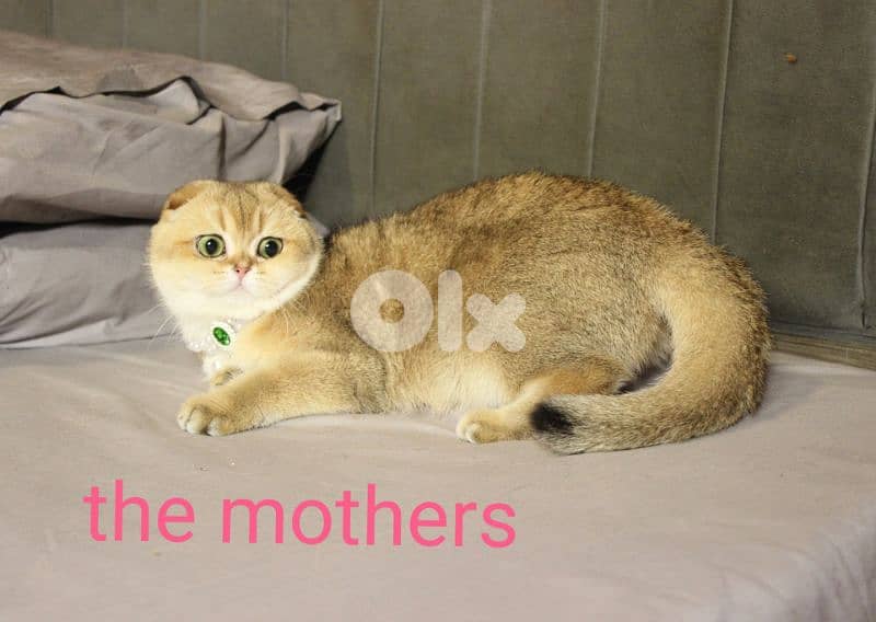 golden chinchilla are available!! 10