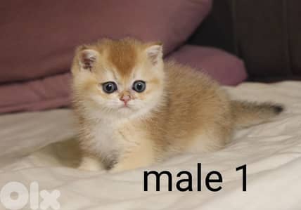 golden chinchilla are available!!