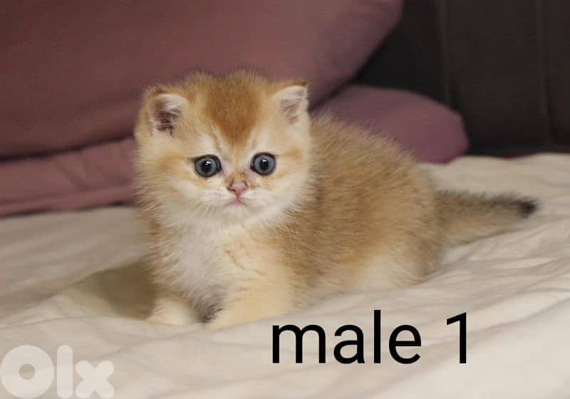 golden chinchilla are available!! 0