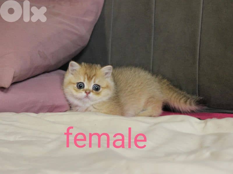 golden chinchilla are available!! 3