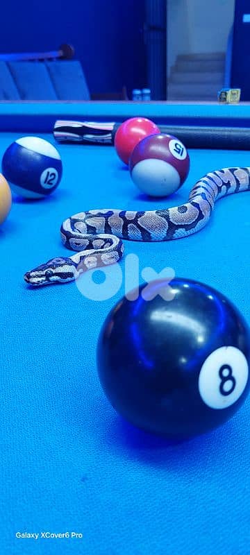 Ballpaython 1