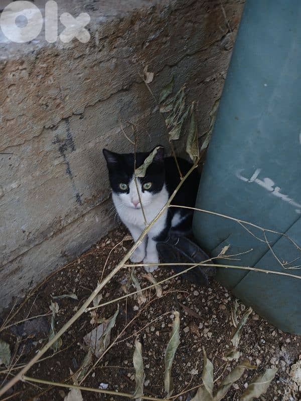 black and white cat 0