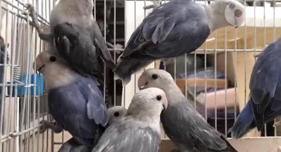 عرض خاص جوزين  روز أوبلاين  اميات شغالين