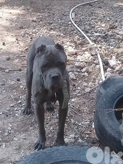 cane corso