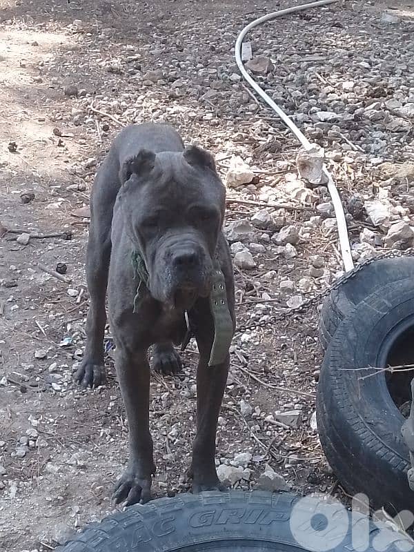 cane corso 0