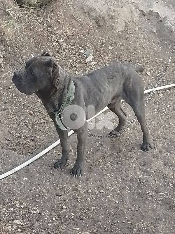 cane corso 1