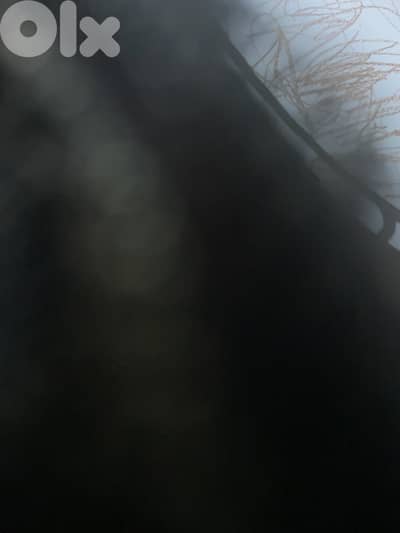 Bed, mattresses and chest of drawers