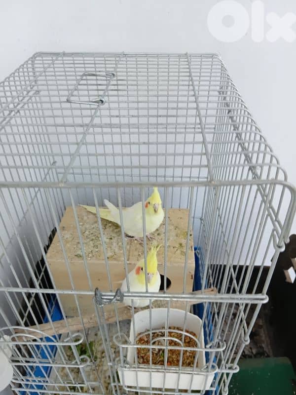 للبيع طائر كروان لاتينو ٢ 2