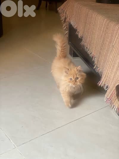 persian male for sale 150$