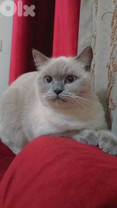 لبنان -بيروت