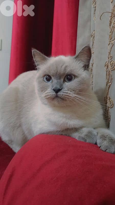 لبنان -بيروت 0