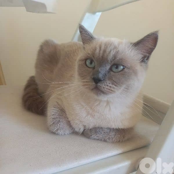 لبنان -بيروت 2