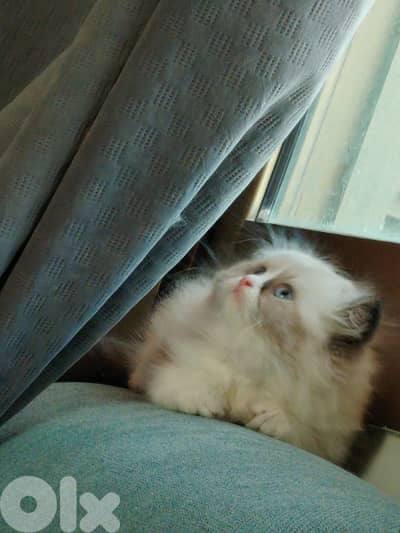 ragdol kitten males females