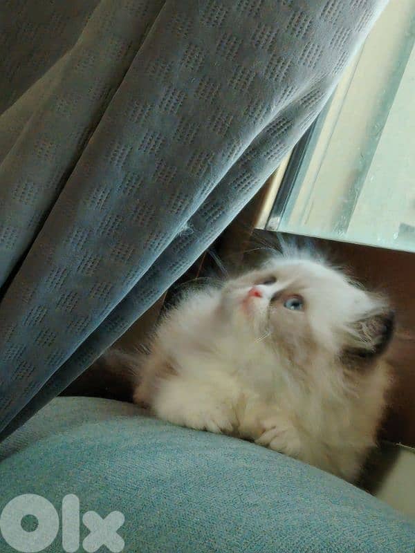 ragdol kitten males females 0