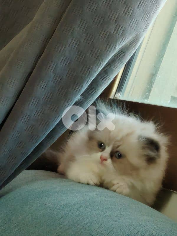 ragdol kitten males females 1