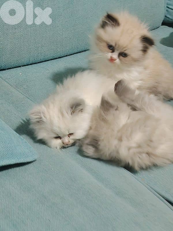 ragdol kitten males females 2