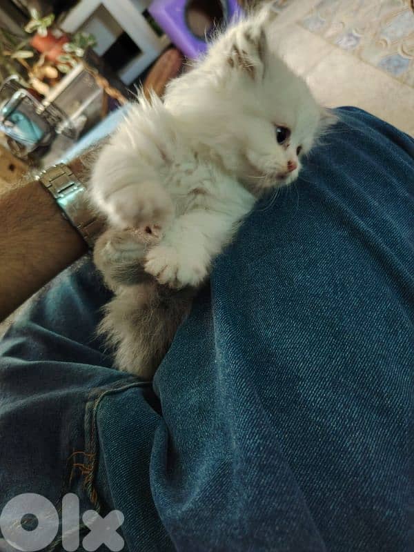 ragdol kitten males females 3