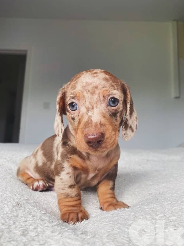 Unique dapple Dachshund puppy available in store & delivery كلب 0