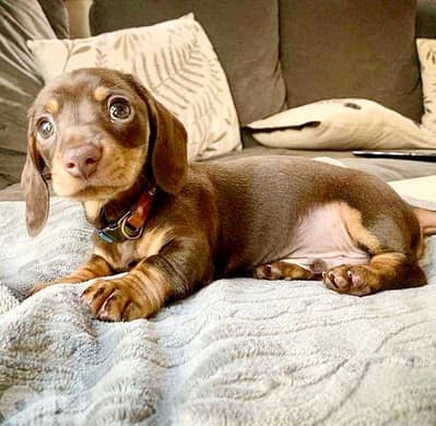 Available Dachshund Chocolate & Tan Puppy Dog كلاب