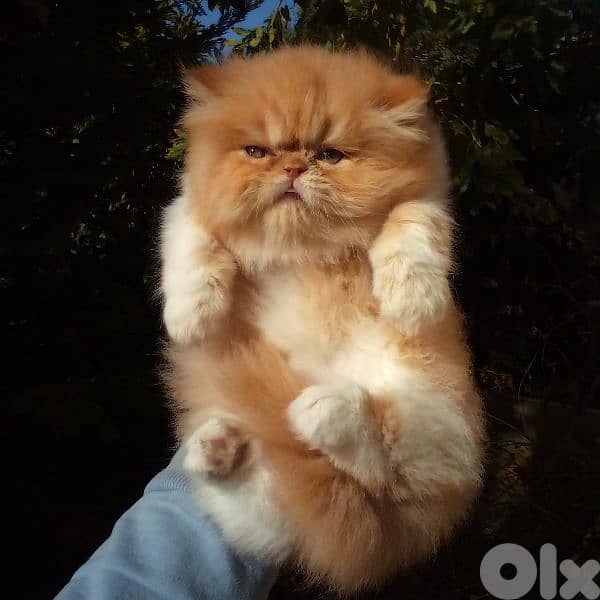 بيرجن بكي فيس 4