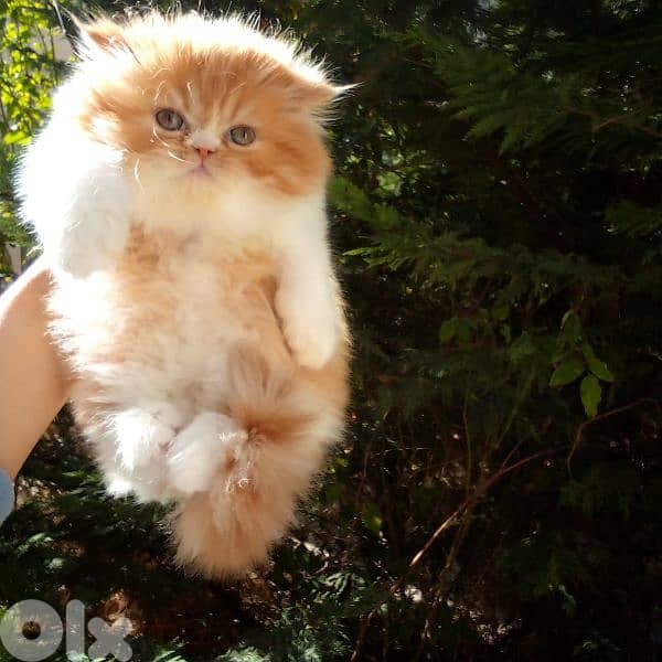 بيرجن بكي فيس 5