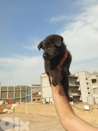 German shepherd full black german shepherd