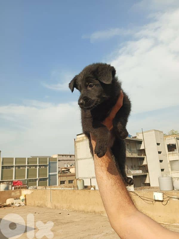 German shepherd full black german shepherd 5