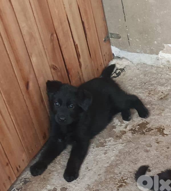 German shepherd full black german shepherd 6