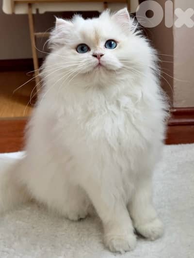 btitish golden point ay1133