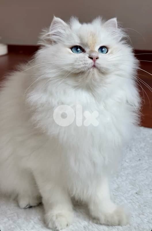 btitish golden point ay1133 2