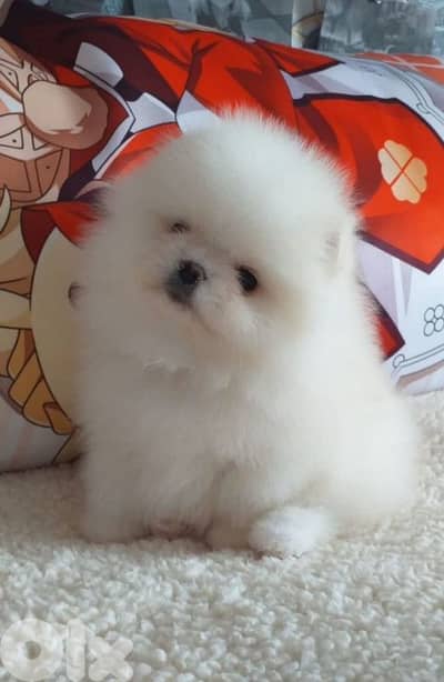 pomeranian teacup