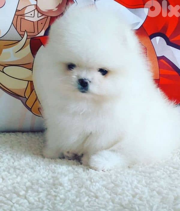 pomeranian teacup 1