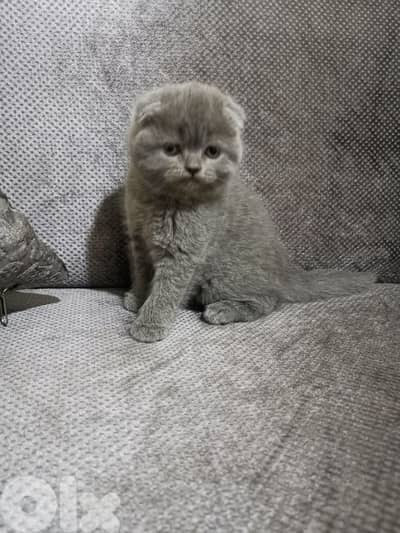 Scottish fold kittens